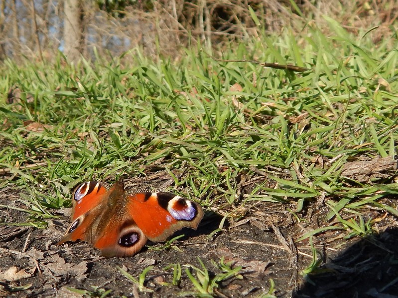 Parco del Ticino 9/2/14 :Aglais io